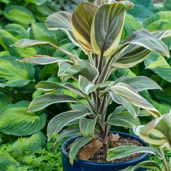 Cordyline Chocolate Queen Pot My Site